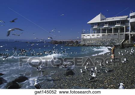 Flock of seagulls on the beach View Large Photo Image Stock Image - Flock of seagulls on the beach. Fotosearch