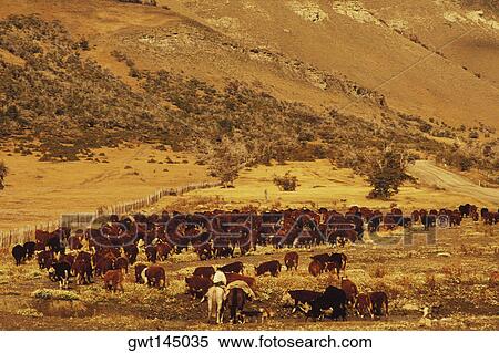 Herd of cows on a landscape View Large Photo Image Stock Photography - Herd of cows on a landscape. Fotosearch