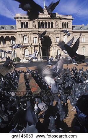 Large group of pigeons in front of a building View Large Photo Image Stock Photo - Large group of pigeons in front of a building. Fotosearch