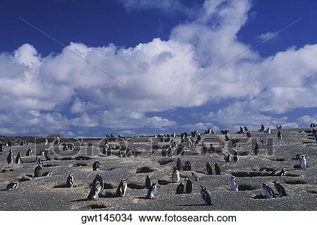 Penguins on a barren landscape View Large Photo Image Picture - Penguins on a barren landscape. Fotosearch