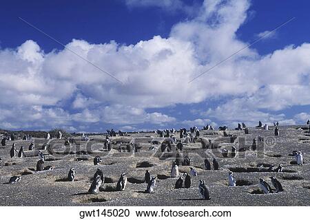 Penguins on a barren landscape View Large Photo Image Stock Image - Penguins on a barren landscape. Fotosearch