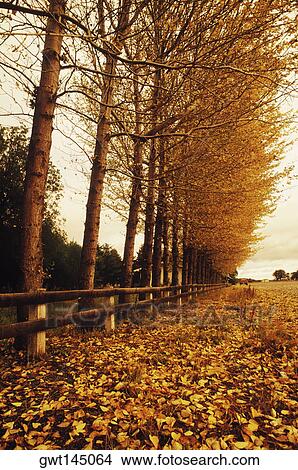 Picture - Trees along a fence. Fotosearch