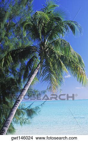 Picture - Close-up of a coconut palm tree, Hawaii, USA. Fotosearch