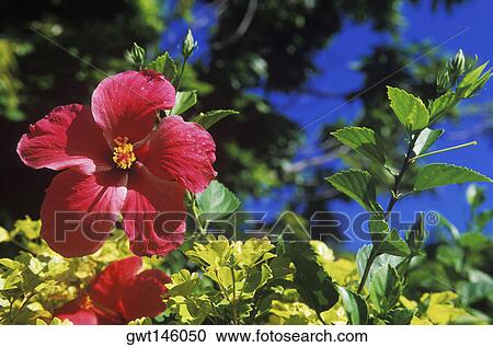 Close-up of a hibiscus flower View Large Photo Image Stock Image - Close-up of a hibiscus flower. Fotosearch