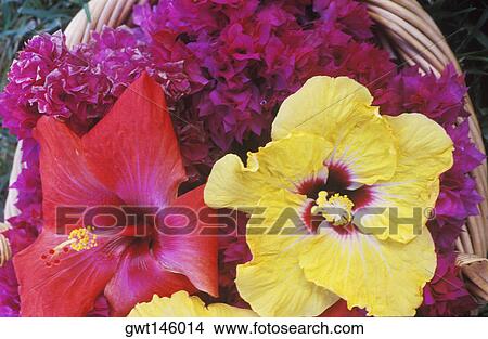Close-up of hibiscus flowers View Large Photo Image Picture - Close-up of hibiscus flowers. Fotosearch