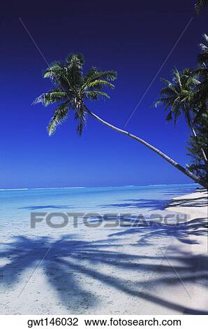 Coconut palm tree on the beach, Hawaii, USA View Large Photo Image Stock Image - Coconut palm tree on the beach, Hawaii, USA. Fotosearch