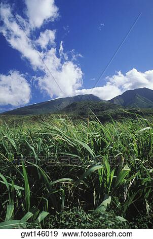 Crops growing in a field, Hawaii, USA View Large Photo Image Stock Photo - Crops growing in a field, Hawaii, USA. Fotosearch