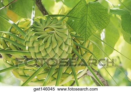 Decorative on a tree branch View Large Photo Image Stock Photography - Decorative on a tree branch. Fotosearch
