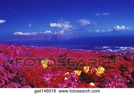 Stock Photograph - Flowers in a field, Hawaii, USA. Fotosearch