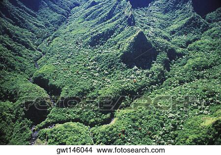 High angle view of a dense vegetation, Hawaii, USA View Large Photo Image Picture - High angle view of a dense vegetation, Hawaii, USA. Fotosearch