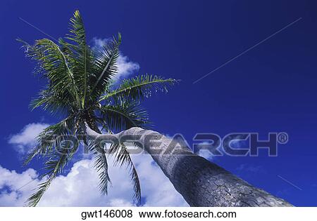 Stock Photo - Low angle view of a coconut palm tree. Fotosearch