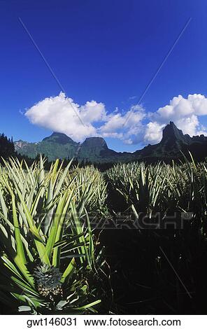 Stock Image - Pineapple growing in a field, Hawaii, USA. Fotosearch