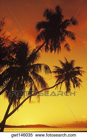 Silhouette of a coconut palm tree at dusk, Hawaii, USA View Large Photo Image Stock Photography - Silhouette of a coconut palm tree at dusk, Hawaii, USA. Fotosearch