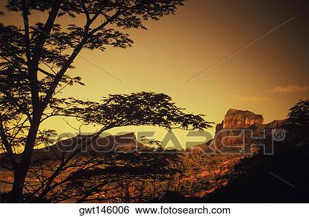 Stock Photograph - Silhouette of a tree in front of a hill at dusk, Hawaii, USA. Fotosearch