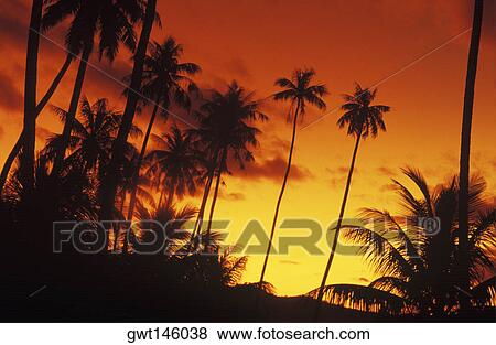 Stock Photo - Silhouette of coconut trees at dusk, Hawaii, USA. Fotosearch