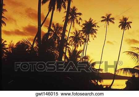 Silhouette of coconut trees, Hawaii, USA View Large Photo Image Stock Photography - Silhouette of coconut trees, Hawaii, USA. Fotosearch