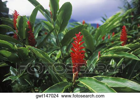 Close-up of a flower View Large Photo Image Picture - Close-up of a flower. Fotosearch