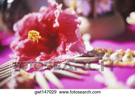 Close-up of a hibiscus flower View Large Photo Image Stock Photo - Close-up of a hibiscus flower. Fotosearch