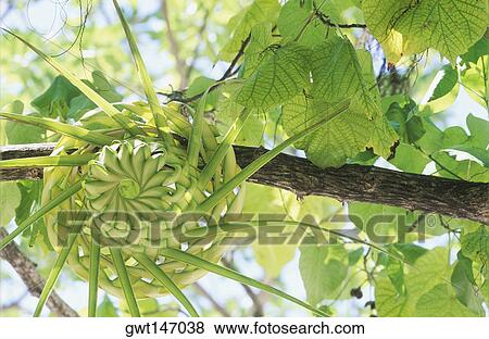 Low angle view of a tree View Large Photo Image Stock Photo - Low angle view of a tree. Fotosearch
