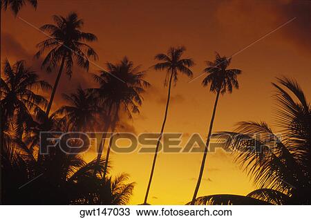 Stock Image - Silhouette of coconut trees, Hawaii, USA. Fotosearch