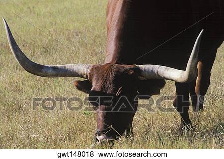 Close-up of a Texas longhorn cattle grazing in a field, Texas, USA View Large Photo Image Stock Photo - Close-up of a Texas longhorn cattle grazing in a field, Texas, USA. Fotosearch