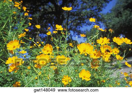 Close-up of flowers in a garden View Large Photo Image Stock Photo - Close-up of flowers in a garden. Fotosearch