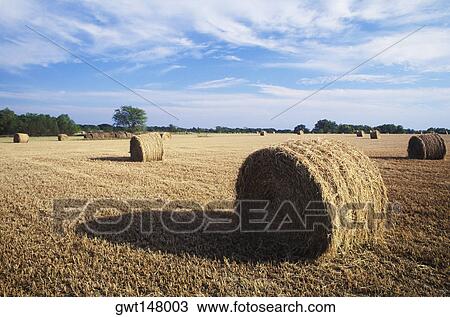 Hay bales in a field, Texas, USA View Large Photo Image Stock Image - Hay bales in a field, Texas, USA. Fotosearch