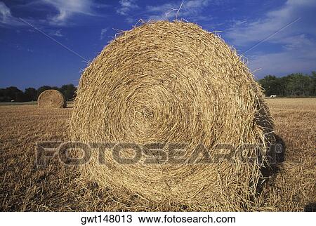 Hay bales in a field, Texas, USA View Large Photo Image Stock Image - Hay bales in a field, Texas, USA. Fotosearch