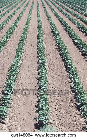 High angle view of plantation, Texas, USA View Large Photo Image Picture - High angle view of plantation, Texas, USA. Fotosearch