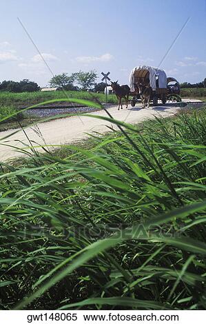 Horse cart on a rural road, Texas, USA View Large Photo Image Stock Photography - Horse cart on a rural road, Texas, USA. Fotosearch