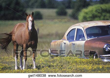 Stock Photo - Horse near a car. Fotosearch