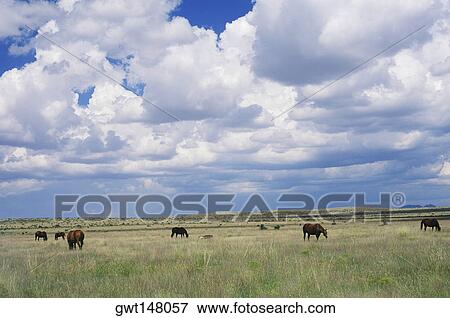 Horses grazing in a field, Texas, USA View Large Photo Image Stock Photo - Horses grazing in a field, Texas, USA. Fotosearch