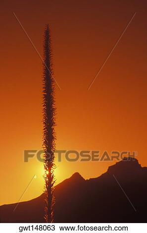 Silhouette of a plant at sunset, Texas, USA View Large Photo Image Stock Image - Silhouette of a plant at sunset, Texas, USA. Fotosearch