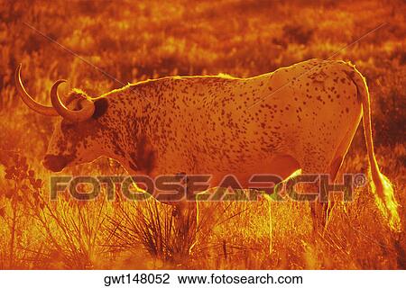 Texas longhorn bull standing on a field, Texas, USA View Large Photo Image Stock Image - Texas longhorn bull standing on a field, Texas, USA. Fotosearch