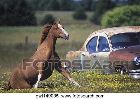 Close-up of a horse running near a car on a field View Large Photo Image Stock Photography - Close-up of a horse running near a car on a field. Fotosearch