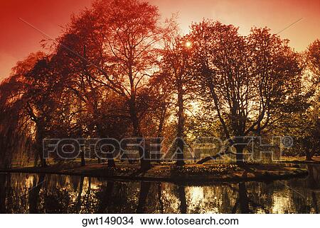 Picture - Reflection of trees in water. Fotosearch