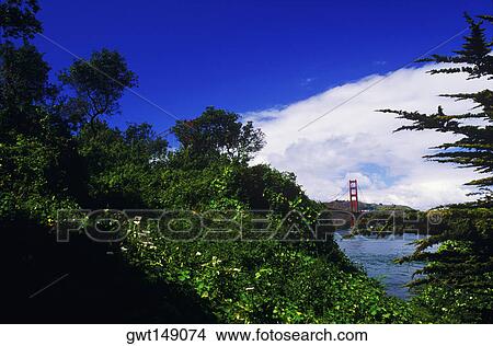 Trees near a bay, Golden Gate Bridge, San Francisco, California, USA View Large Photo Image Picture - Trees near a bay, Golden Gate Bridge, San Francisco, California, USA. Fotosearch