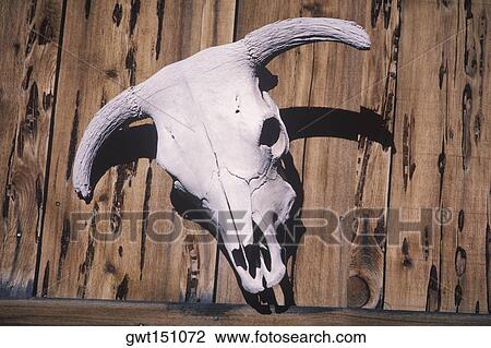 Close-up of an animal skull hanging on a wooden fence View Large Photo Image Stock Image - Close-up of an animal skull hanging on a wooden fence. Fotosearch