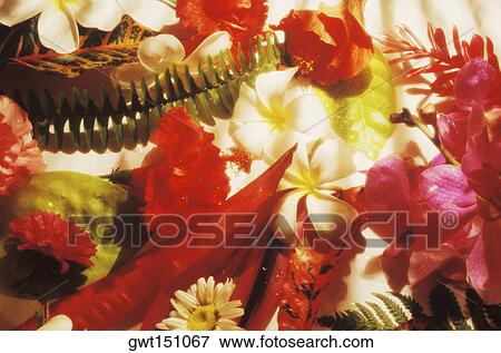 Close-up of flowers View Large Photo Image Stock Photo - Close-up of flowers. Fotosearch