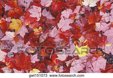 Close-up of leaves View Large Photo Image Stock Image - Close-up of leaves. Fotosearch