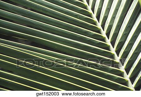 Close-up of a leaf View Large Photo Image Stock Image - Close-up of a leaf. Fotosearch
