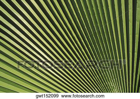 Close-up of a leaf View Large Photo Image Stock Photo - Close-up of a leaf. Fotosearch