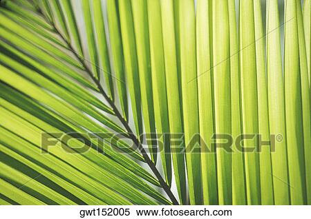 Stock Photography - Close-up of a leaf. Fotosearch