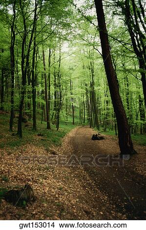 Picture - Road through a forest, Vienna, Austria. Fotosearch