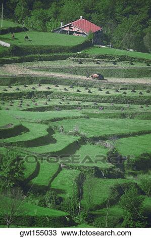 High angle view of a field, Douro Valley, Portugal View Large Photo Image Stock Image - High angle view of a field, Douro Valley, Portugal. Fotosearch