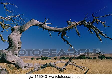 Close-up of a bare tree, Extremadura, Spain View Large Photo Image Stock Image - Close-up of a bare tree, Extremadura, Spain. Fotosearch
