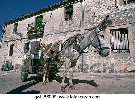 Close-up of a donkey cart on a road, Castile, Spain View Large Photo Image Stock Photo - Close-up of a donkey cart on a road, Castile, Spain. Fotosearch