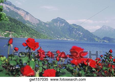 Stock Photography - Close-up of flowers in front of a lake, Lake Lucerne, Switzerland. Fotosearch