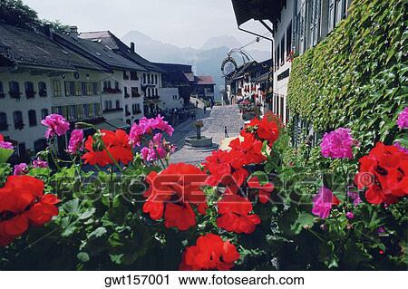 Close-up of flowers in front of a hotel, Gruyeres, Switzerland View Large Photo Image Stock Image - Close-up of flowers in front of a hotel, Gruyeres, Switzerland. Fotosearch
