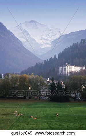 Stock Photo - High angle view of cows grazing in a field, Jungfrau, Berne Canton, Switzerland. Fotosearch